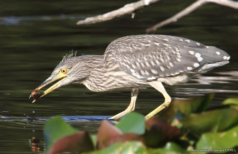 Photo Oiseaux Héron bihoreau gris (Nycticorax nycticorax)