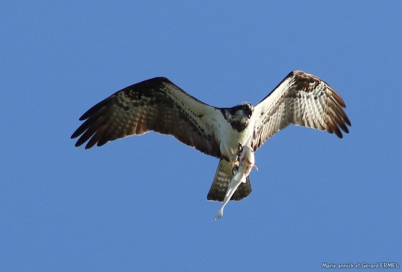 Photo Oiseaux Balbuzard pêcheur (Pandion haliaetus)