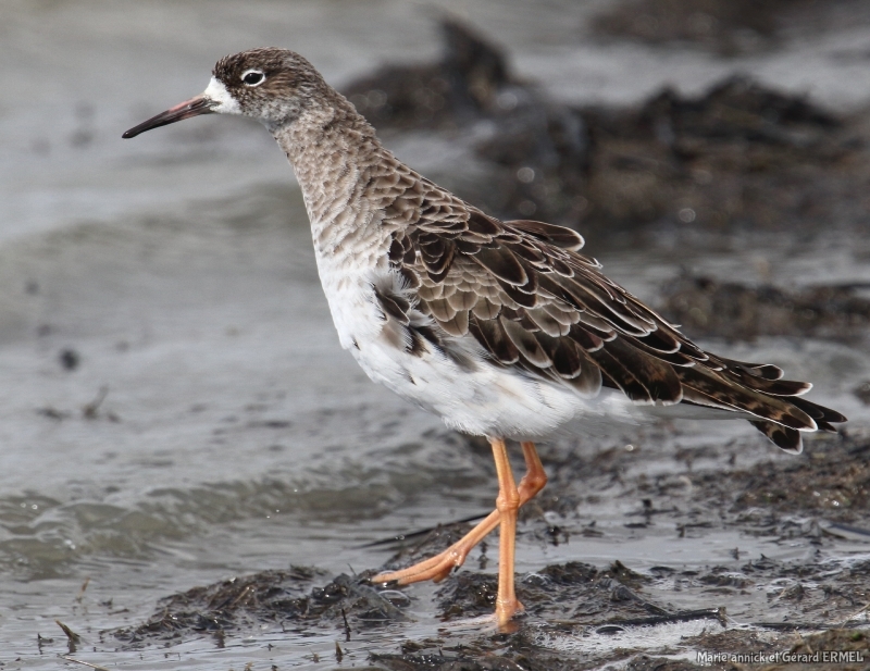 Photo Oiseaux chevalier combattant