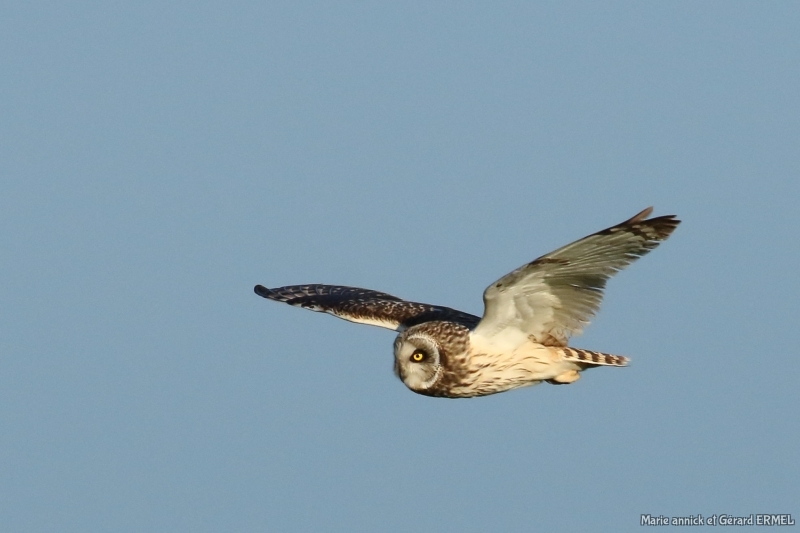 Photo Oiseaux Hibou des marais (Asio fammeus)