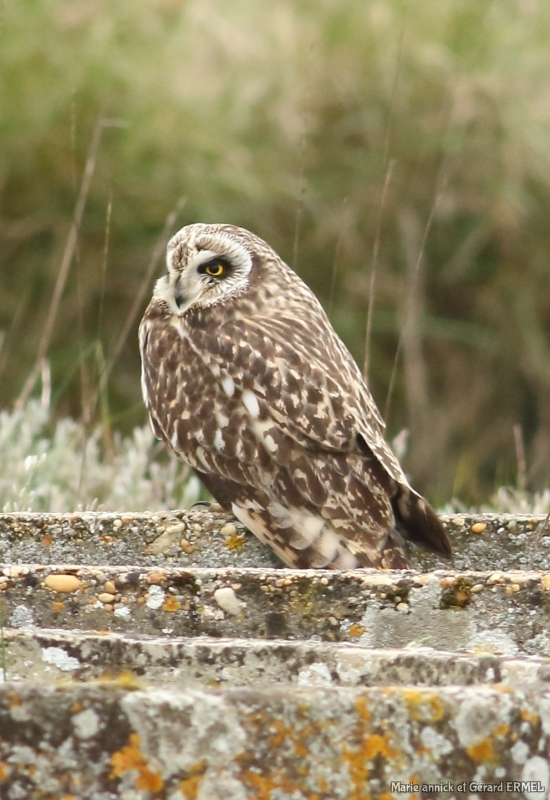 Photo Oiseaux