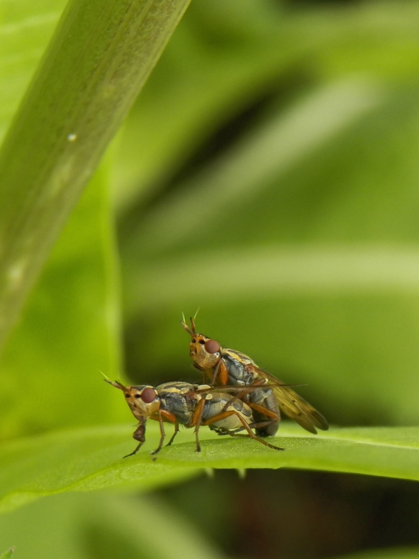 Insectes et Araignées Sciomyzidae sp