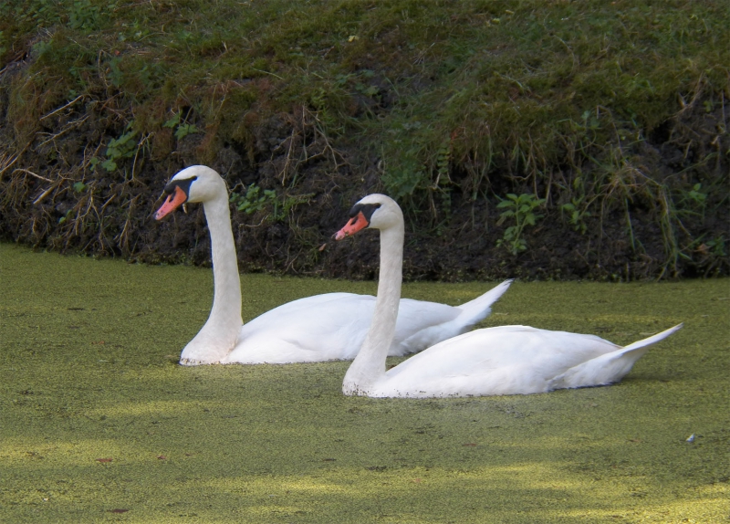 Photo Oiseaux