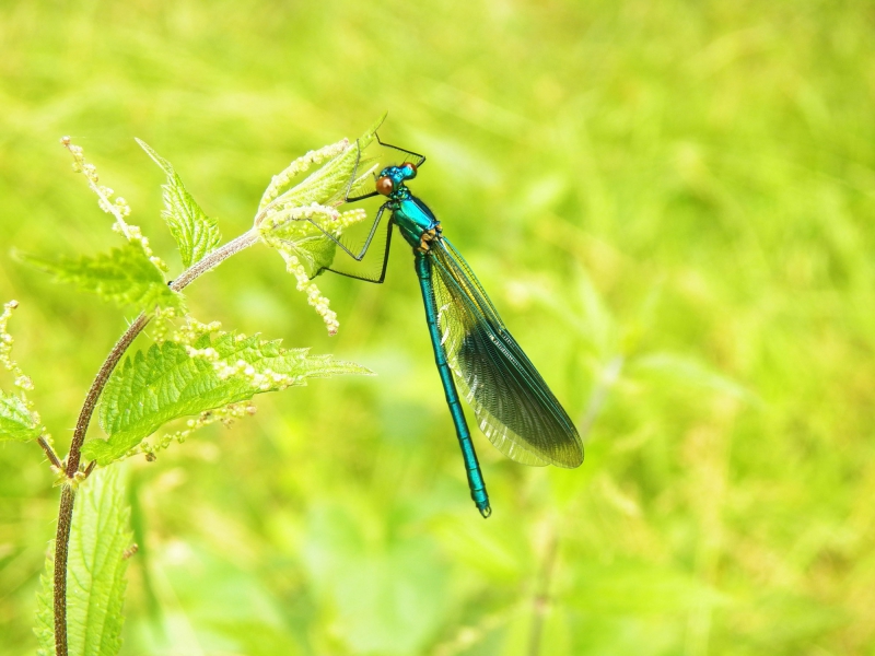 Photo Insectes