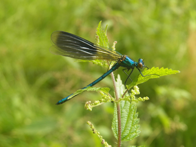 Photo Insectes