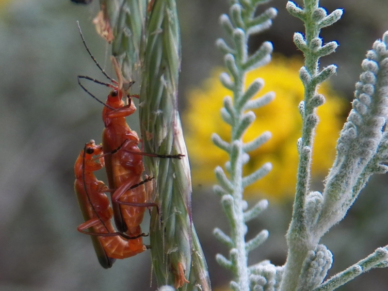 Photo Insectes