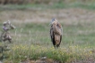 Photo nature