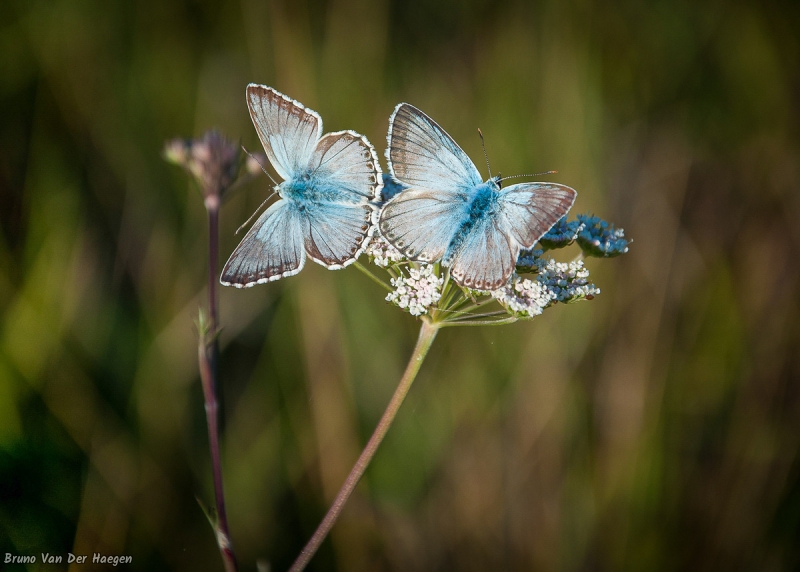 Photo Insectes