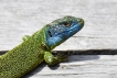 Reptiles Lézard vert