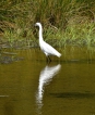 Oiseaux Aigrette garzette