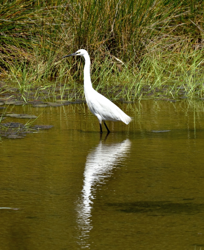 Photo Oiseaux Aigrette garzette
