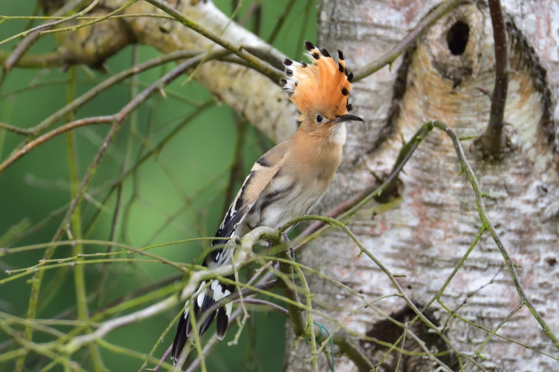 Photo Oiseaux Huppe fasciée