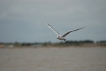 Oiseaux