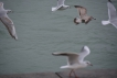  Mouettes rieuses (3 sûrement, un doute sur la 4éme).  1 goél