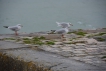  2 mouettes rieuses ( à gauche et au premier plan) et une mou