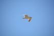 Oiseaux