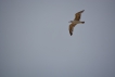 Oiseaux