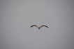 Oiseaux