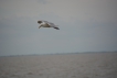 Oiseaux