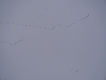 Oiseaux