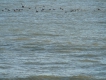 Oiseaux