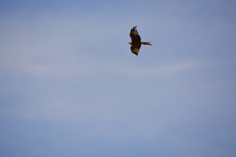 Photo Oiseaux