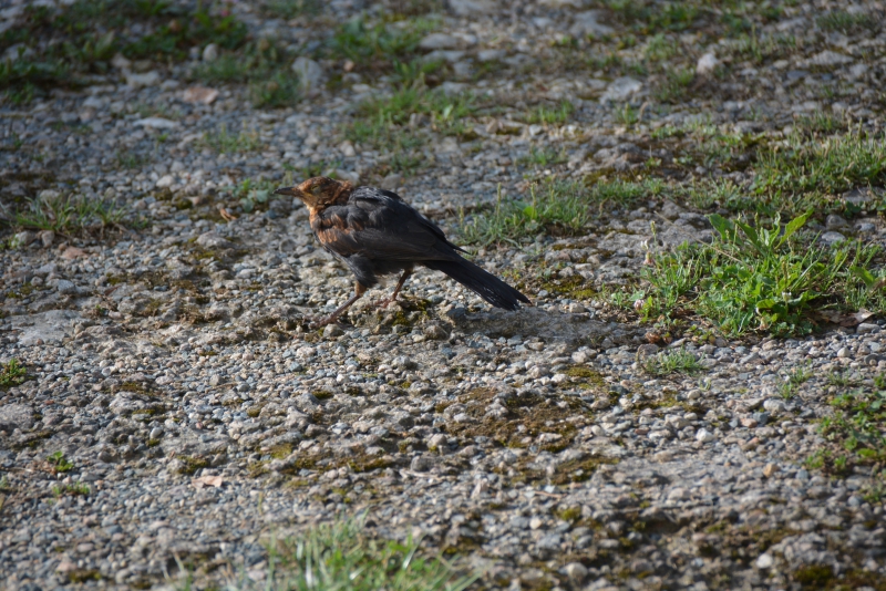 Photo Oiseaux