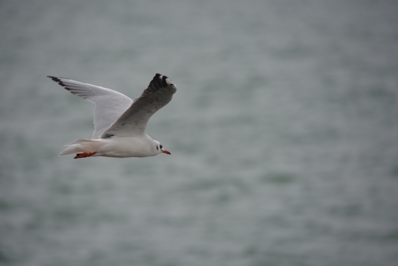 Photo Oiseaux