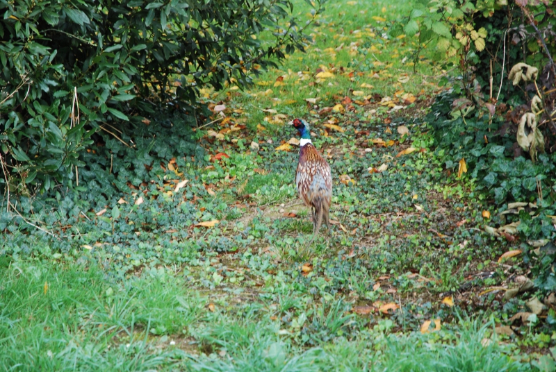Photo Oiseaux