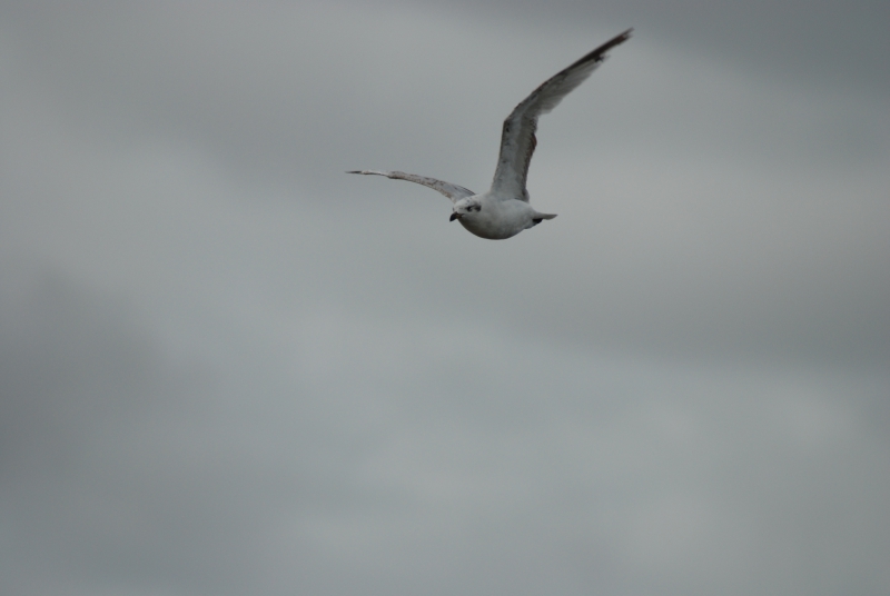 Photo Oiseaux