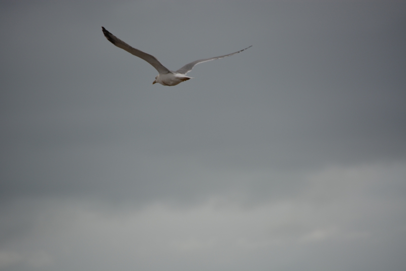 Photo Oiseaux