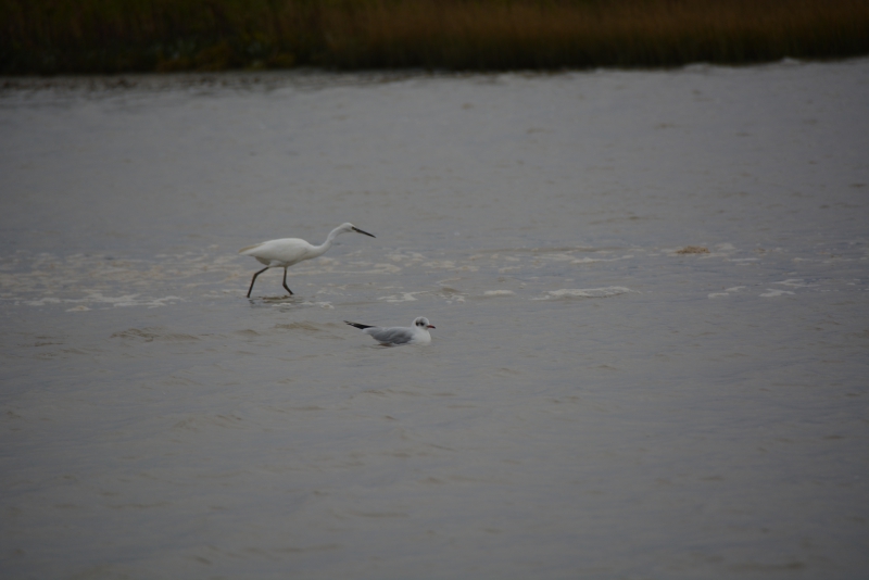 Photo Oiseaux