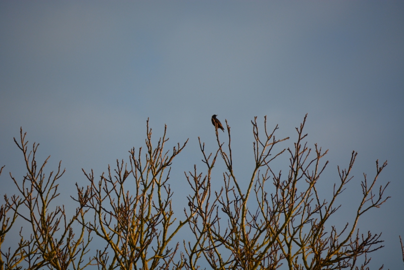 Photo Oiseaux
