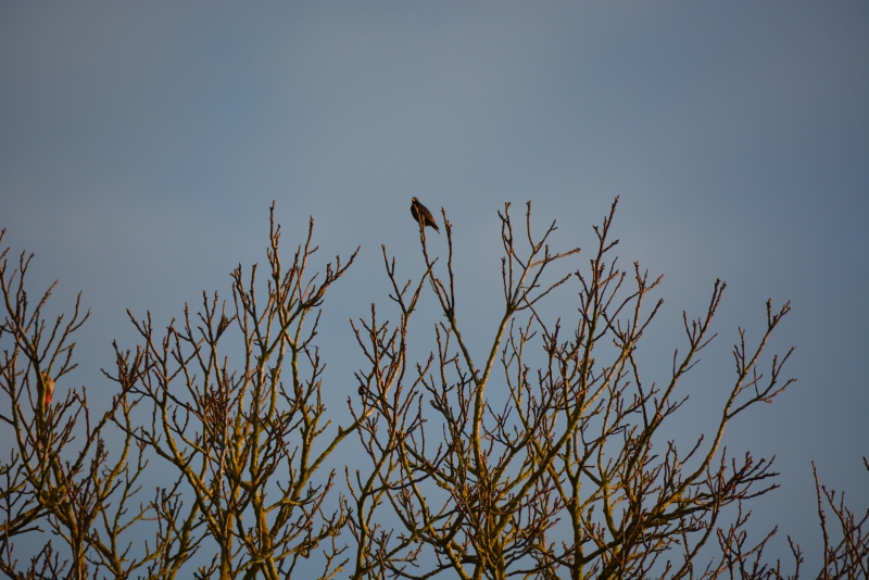 Photo Oiseaux