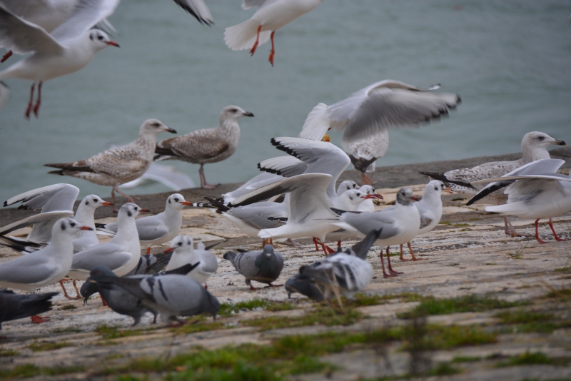 Photo Oiseaux