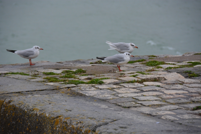 DSC_0335.JPG 2 mouettes rieuses ( à gauche et au premier plan) et une mou