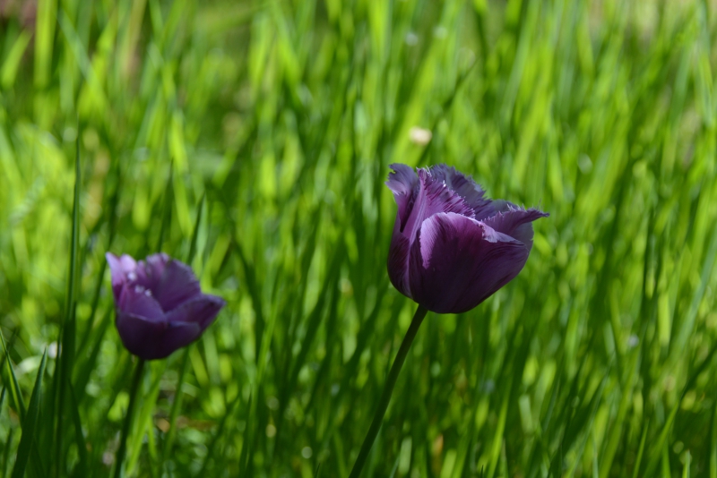 Photo Flore