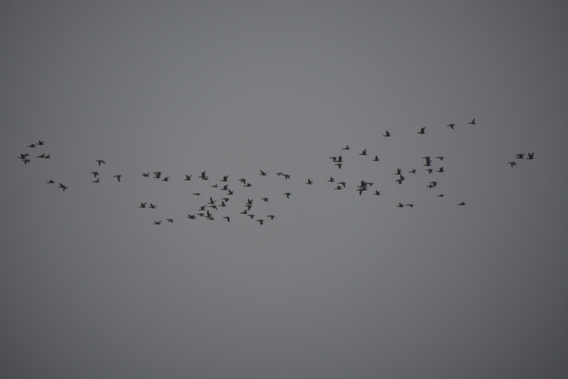 Photo Oiseaux