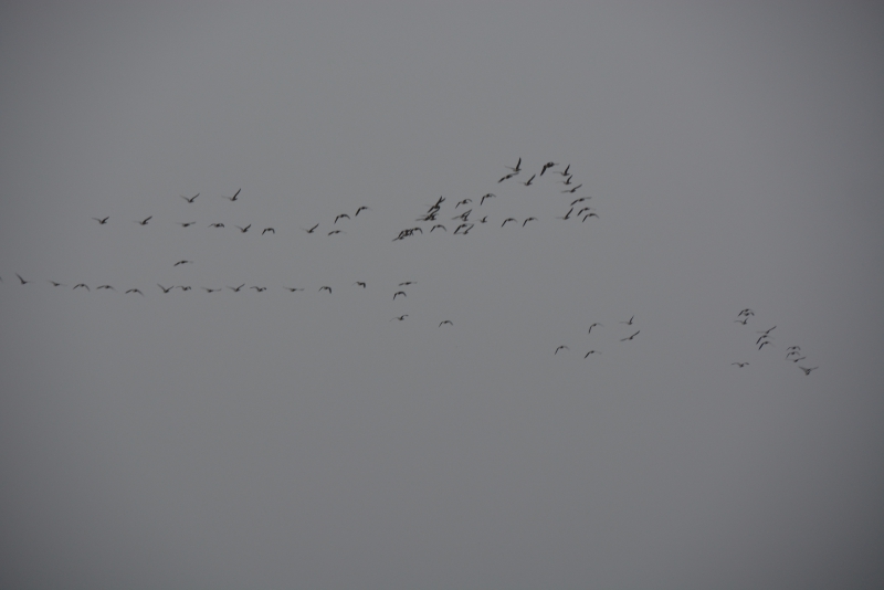 Photo Oiseaux