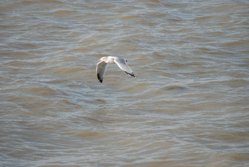 Photo Oiseaux