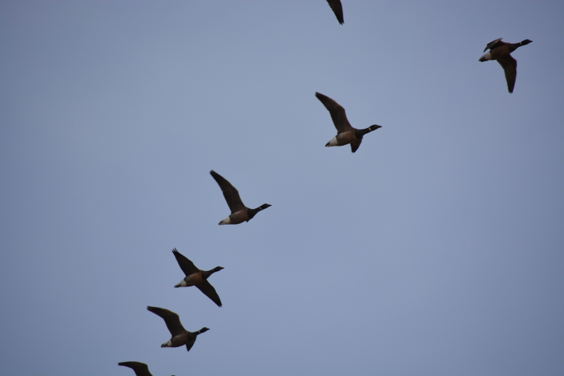 Photo Oiseaux Bernache cravant