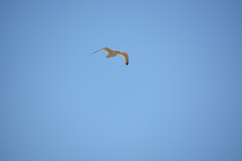 Photo Oiseaux