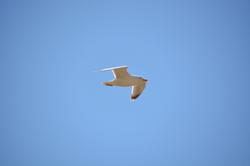 Photo Oiseaux