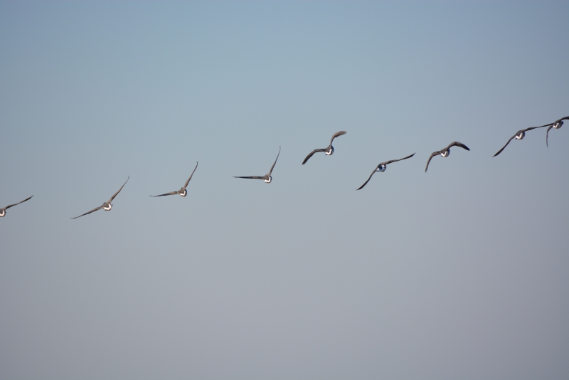 Photo Oiseaux