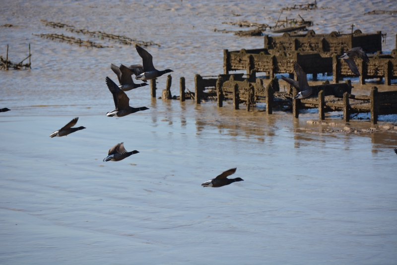Photo Oiseaux