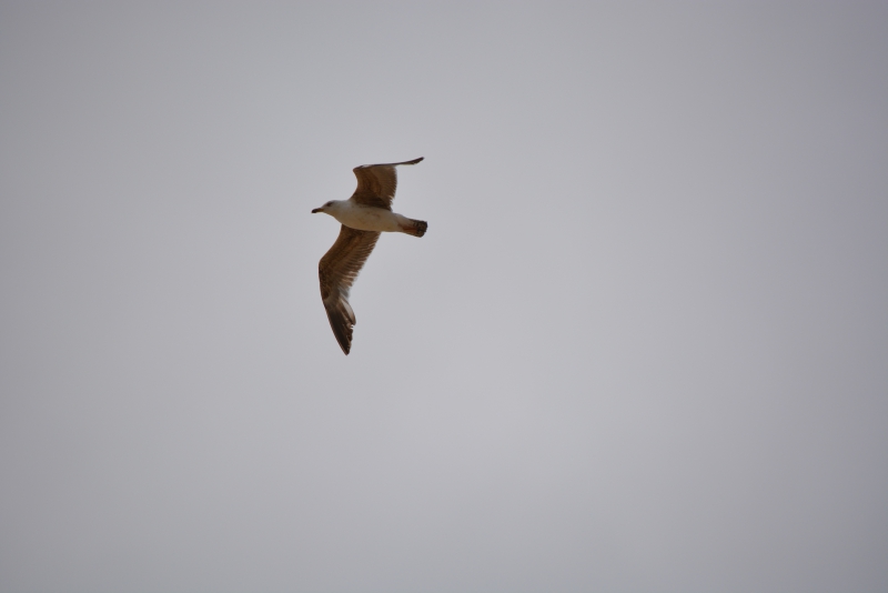 Photo Oiseaux