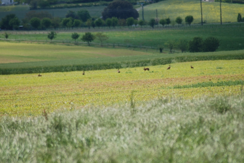 Photo Mammifères