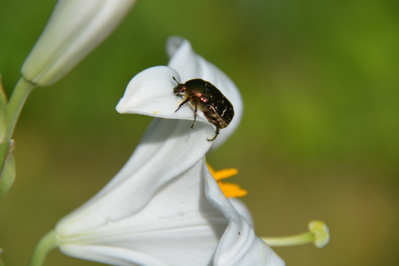 Photo Insectes
