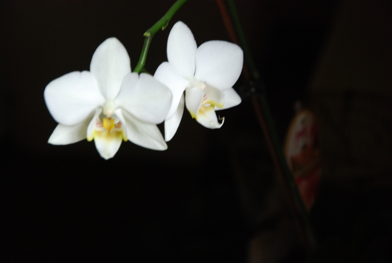 Photo Flore