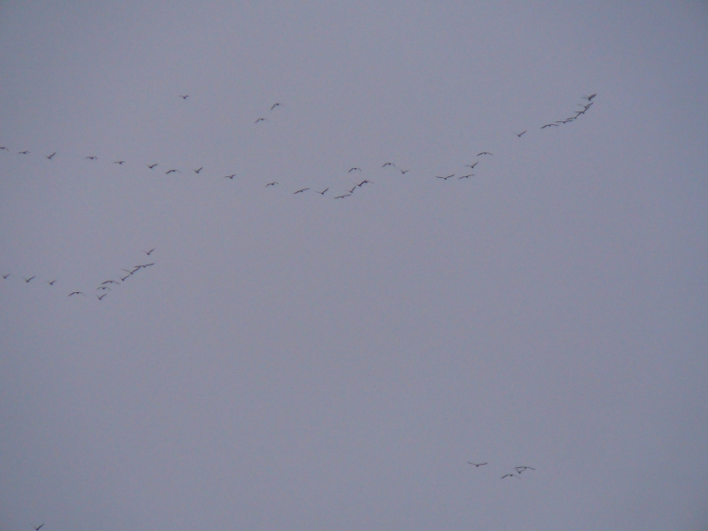 Photo Oiseaux